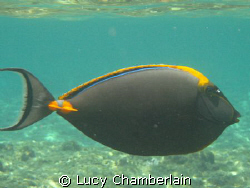 Orange Spine Surgeon Fish by Lucy Chamberlain 